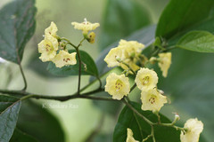 Cordia lutea